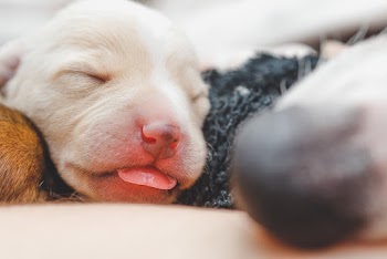 Short-coated  Puppy