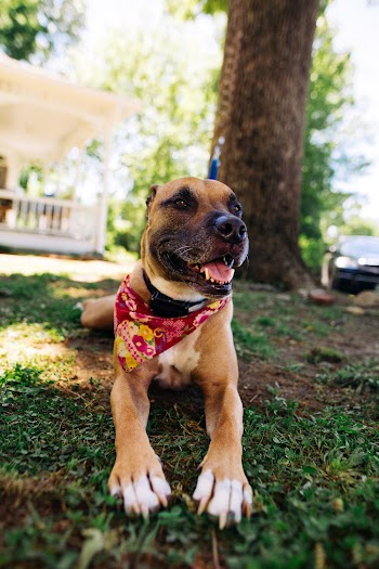 Short-coated Tan and Black Dog Close-up Photography