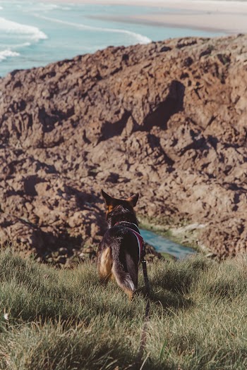 Short-coated Tan and Black Dog on Grass Field