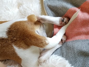 Short-coated Tan and White Dog