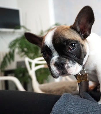 Short-coated Tan and White Dog