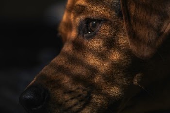 short-coated tan dog