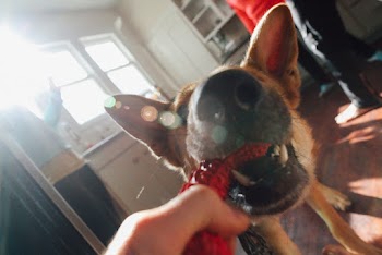 Short-coated Tan Dog