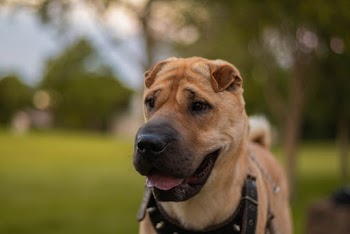 Short-coated Tan Dog