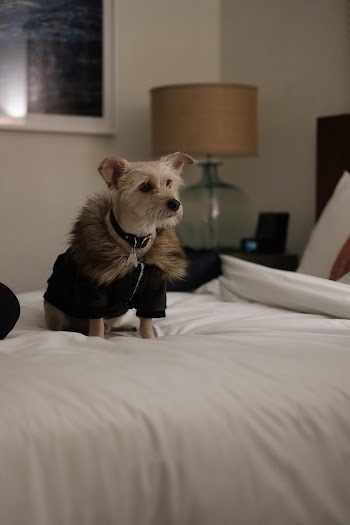 Short-coated Tan Dog on Bed