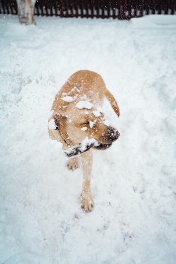 Short-coated Tan Dog on Snow Covered Place