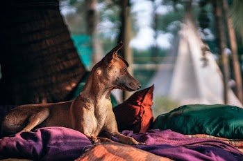 Short-coated Tan Dog Prone Lying on Bed at Daytime
