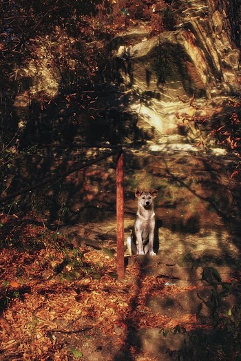 Short-coated White and Black Dog Sitting Beside Post