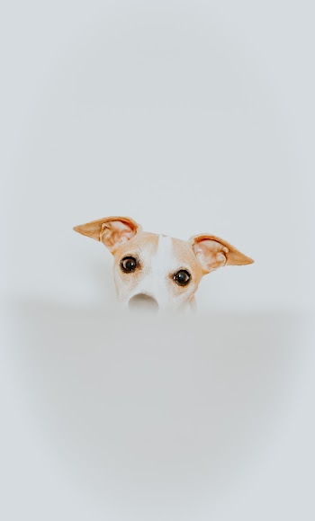 Short-coated White and Brown Dog