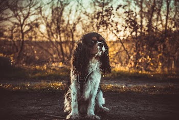 Short-coated White and Brown Puppy