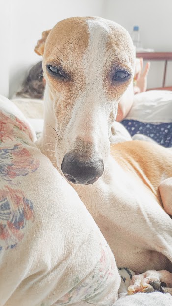 Short-coated White and Tan Dog