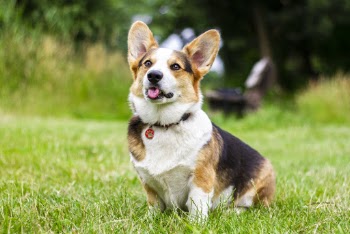 Short-coated White, Brown, and Black Dog Sitting on Grass