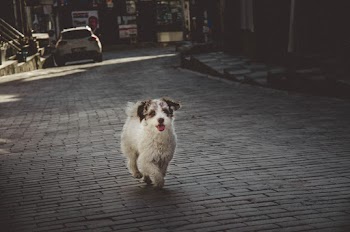 Short-coated White Dog