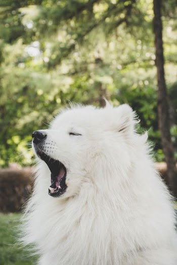 short-coated white dog