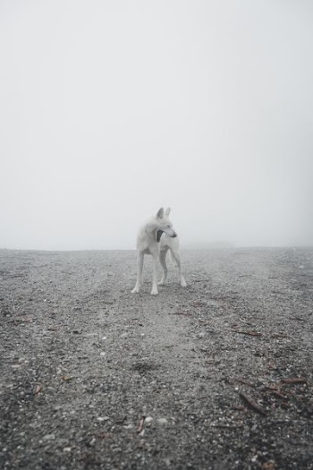 short-coated white dog