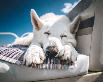 short-coated white dog lying on the bucket seat
