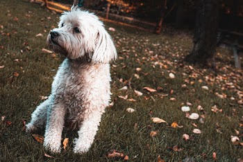 Short-coated White Dog on Grass Field