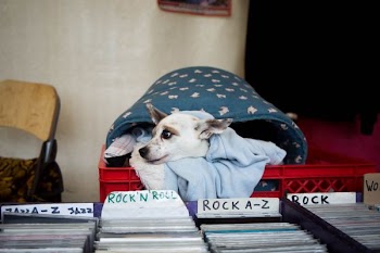 short-coated white dog on red plastic crate