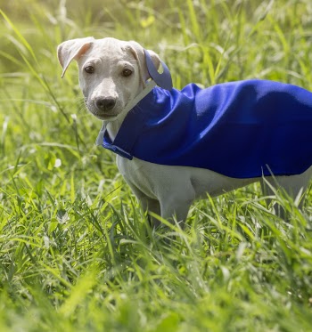Short-coated White Puppy With Blue Cape on Grass Field on Focus Photo