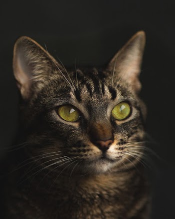 Short-fur Black and Gray Cat