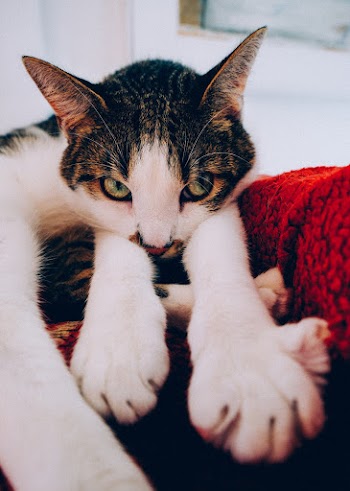 Short-fur Black and White Cat on Red Textile
