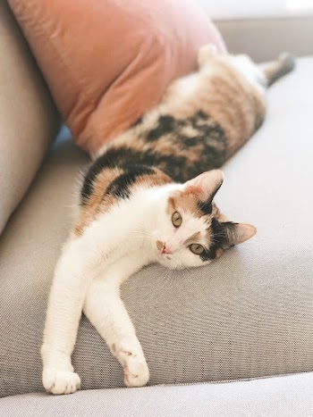 Short-fur Brow, Black, and Orange Cat