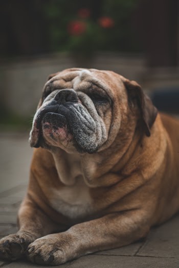 Short-fur Brown Dog