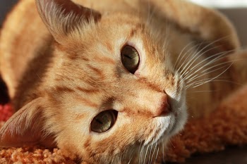 Short-fur Brown Tabby Cat