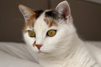 Short-fur Gray and Brown Cat Lying on White Textile