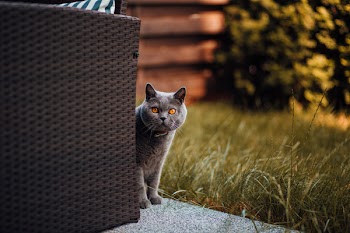 Short-fur Gray Cat Behind Chair