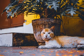 Short-fur Orange and White Cat Lies Next to Beige Plant Pot With Green Leaf Plant