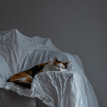 Short-fur Orange, White, and Black Cat Lying on White Textile