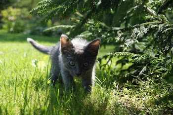 Short-fur Short Kitten