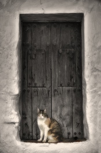 Short-fur White and Black Cat in Front of Door