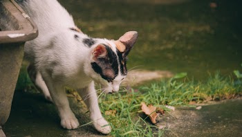 Short-fur White and Black Cat Near Pond