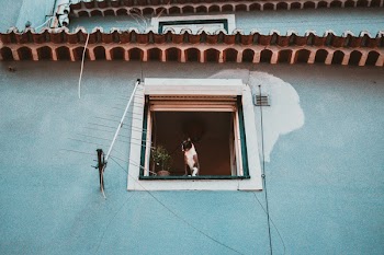 Short-fur White and Black Cat Sitting on Window