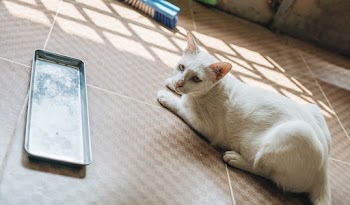 Short-fur White Cat Lying on Brown Floor