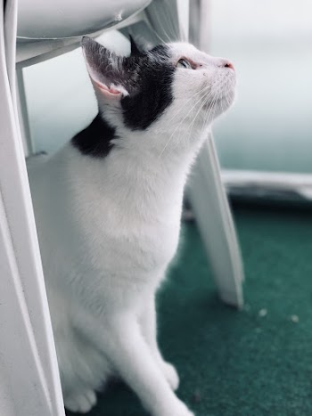 Short-furred Black and White Cat on Focus Photography