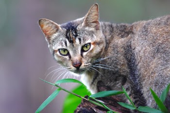 Short-furred Brown Cat on Brown Wood Near Green Grass Selective-focus Photography