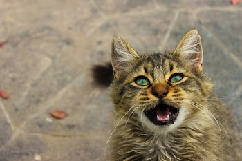 Short-furred Brown Tabby Cat With Open Mouth