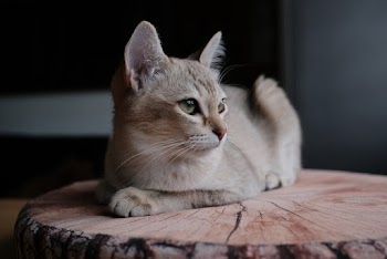 Short-furred Cat on a Wooden Log