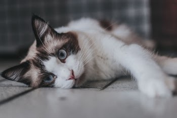Short-furred White and Black Cat
