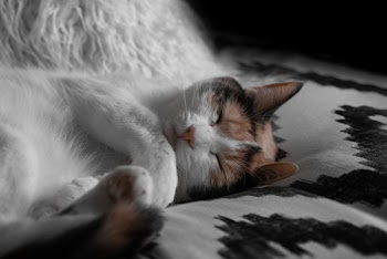 Short-furred White and Brown Cat Lying on Gray and Black Sheet