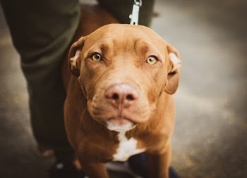 Short Haired Brown Dog