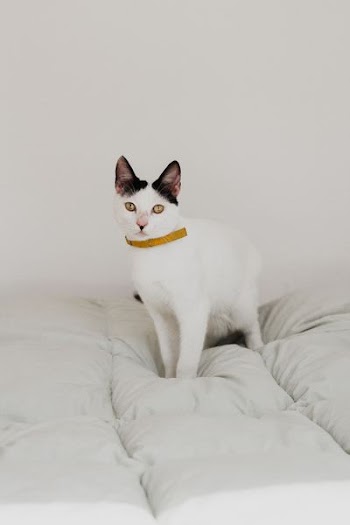 short-haired white cat on white bed