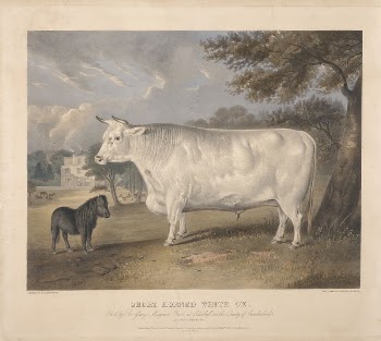 Short Horned White Ox | Free Photo - rawpixel