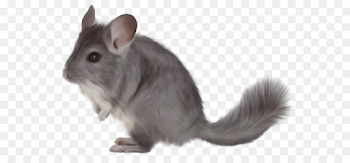 Short Tailed Chinchilla Dormouse png download - 1418*887 - Free ...