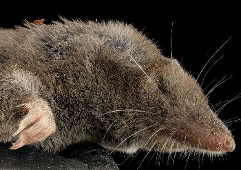 Short tailed shrew, side face. | Free Photo - rawpixel