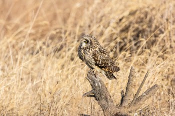 Shorteared owl in South Korea. 