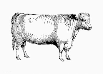 Shorthorn bull shade drawing | Free stock vector - 562373